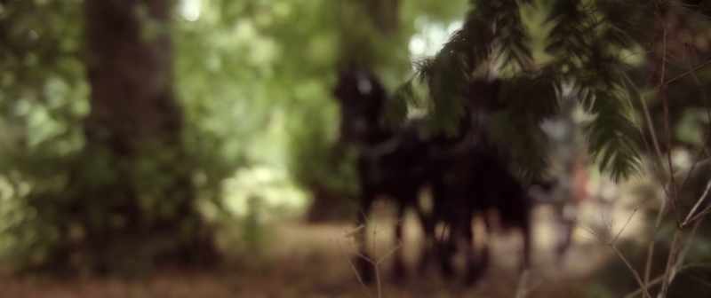 (birds chirping) (hooves clomping)