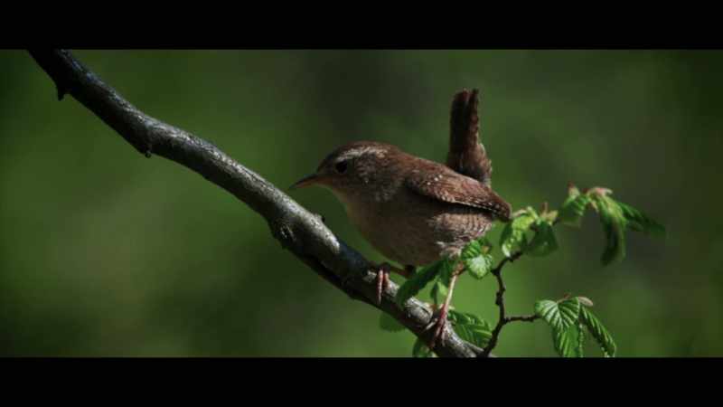 (birds chirping)