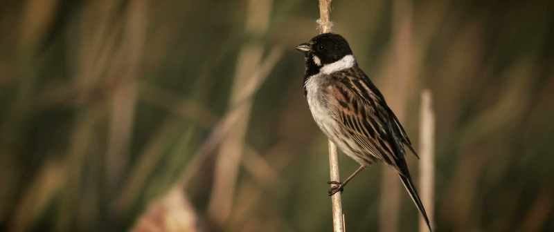 [birds chirping]