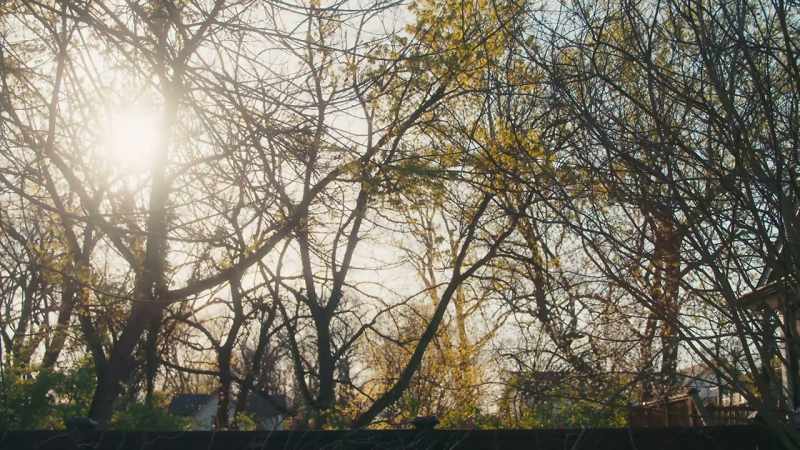 (birds chirping)