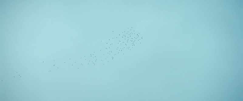 (birds chirping)