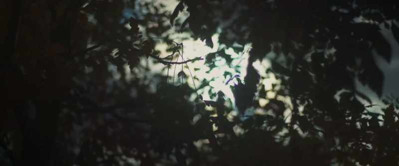 (birds chirping)