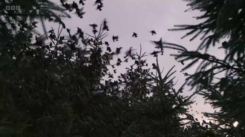 Birds continue to join the roost long after the sun has set