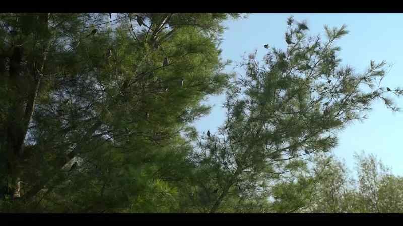 [birds fluttering] - [inspirational music playing]