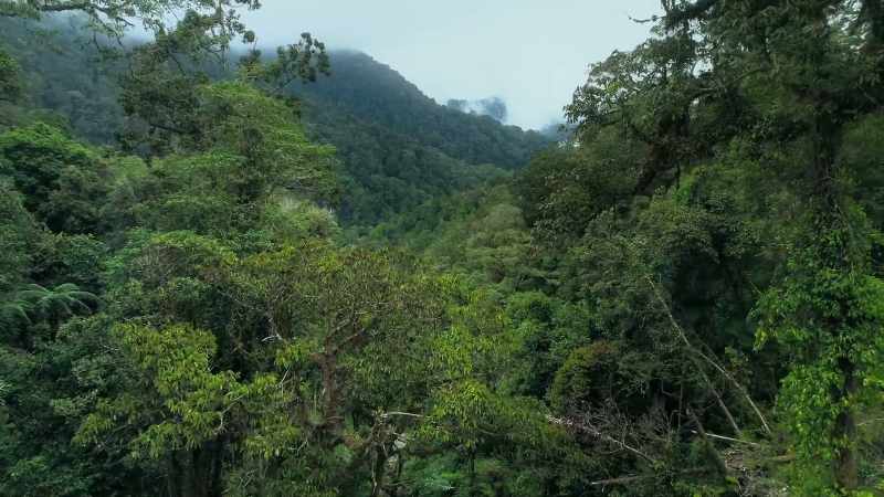 Birds which live in dark forests, however