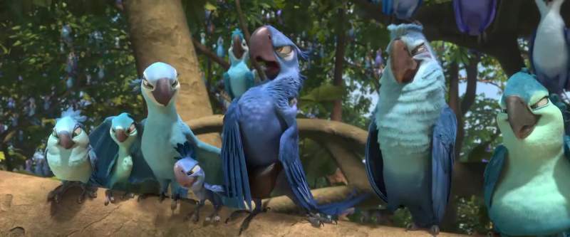 Birds of blue feathers