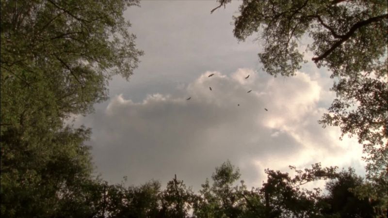 (birds screeching)