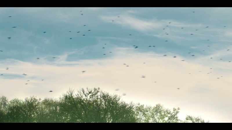 [birds singing]