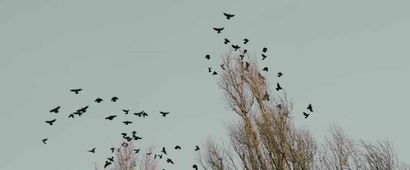 [ Birds squawk ]