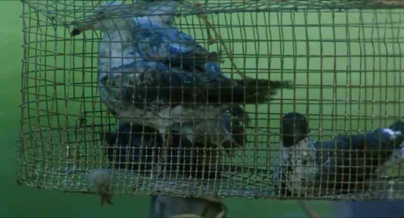 (birds squawking faintly)