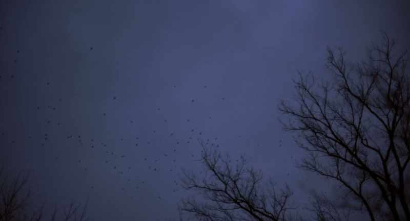 [birds squawking]