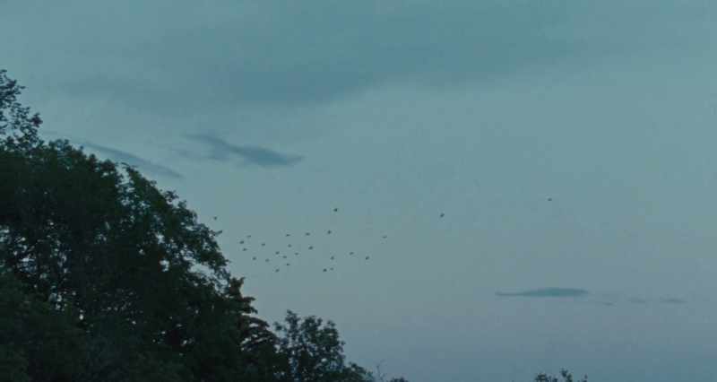 [Birds squawking]