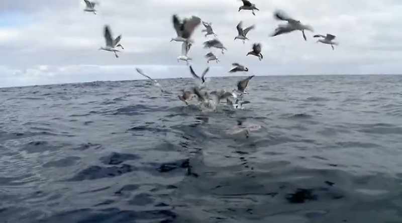 (birds squawking)