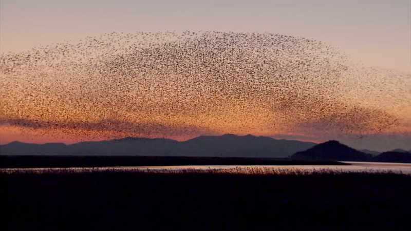 (BIRDS SQUAWKING)