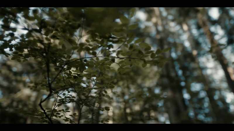 [birdsong]