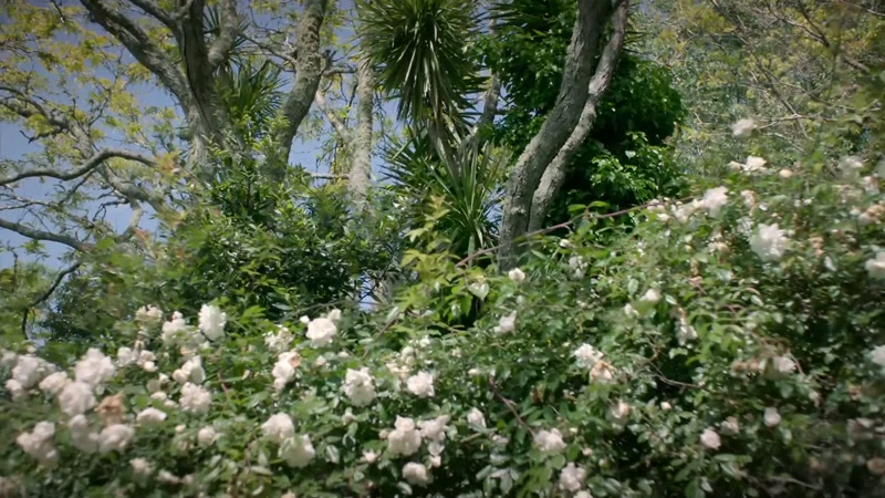 (BIRDSONG)