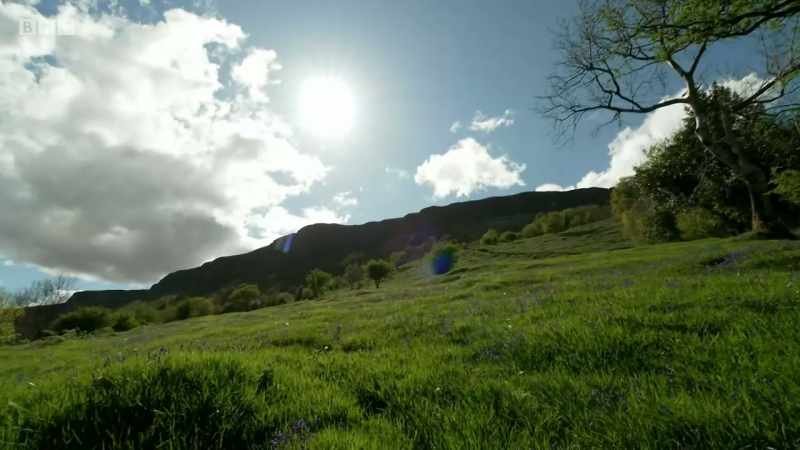 BIRDSONG