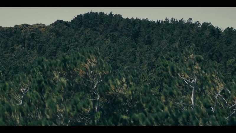 [BIRDSONG]