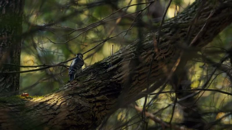 [birdsong] -[woodpecker tapping]