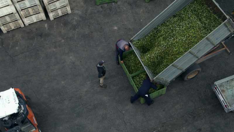 BISCEGLIA: When we do the harvest