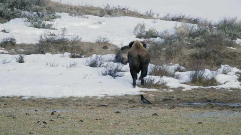 [bison bellows]