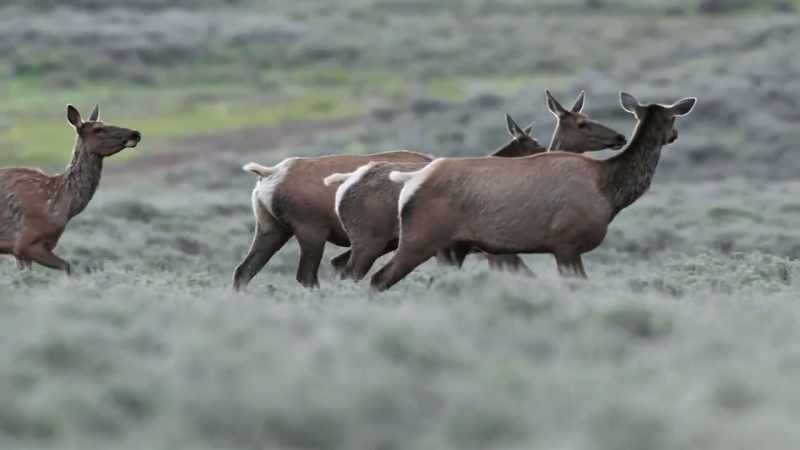 Bison, elk and pronghorn migrate into the park by the thousands
