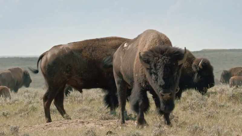 Bison gather in late summer for the rut