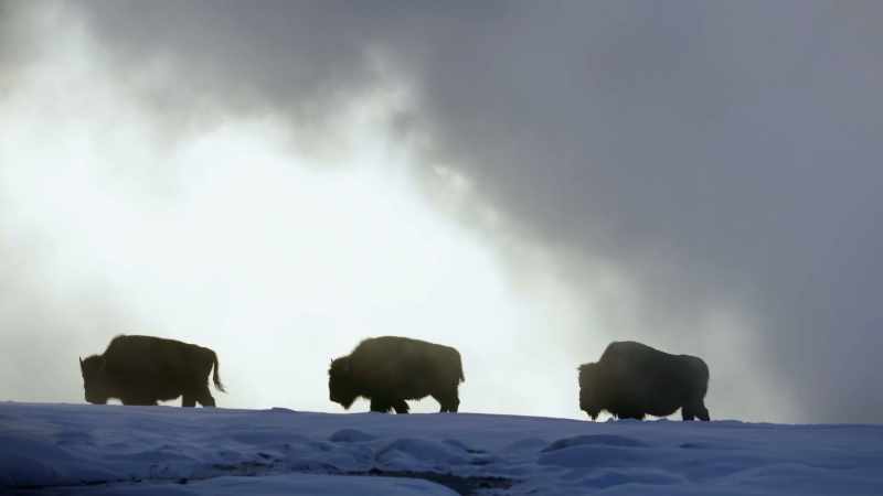 Bison migrate to the thermals in winter