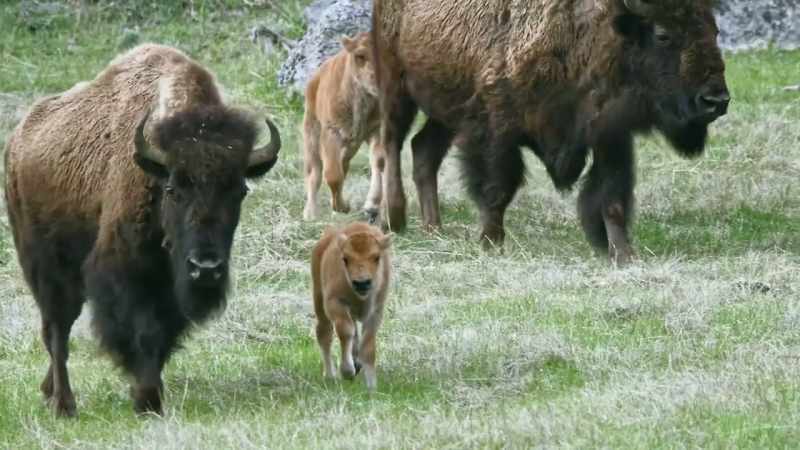 Bison move as a herd