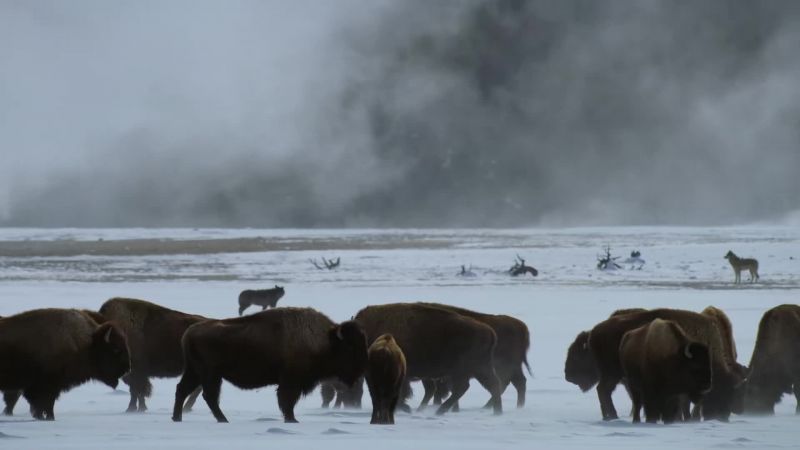 Bison stay strong by standing together