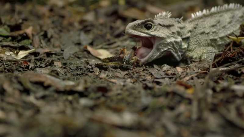 Bizarre species found nowhere else on earth emerged