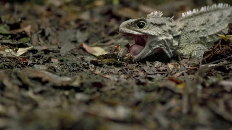 Bizarre species found nowhere else on Earth