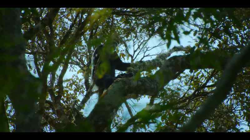 Black-and-white colobus monkeys are not an easy target