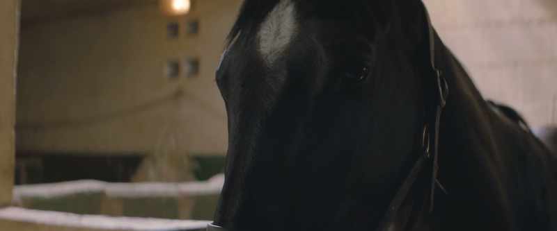 [Black Beauty] After I was taken from Jo