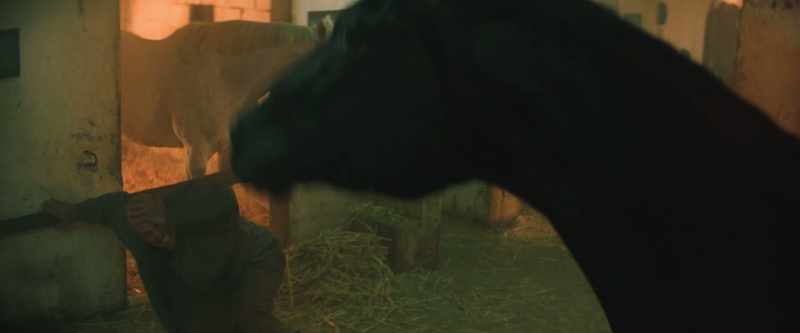 [Black Beauty] I was a mustang, strong and proud and wild