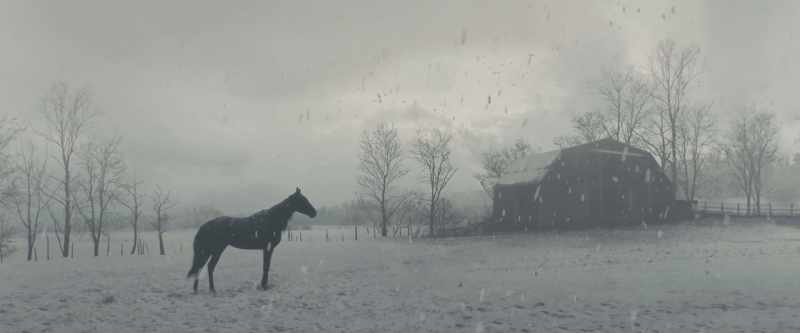 [Black Beauty] I knew it was just another dream