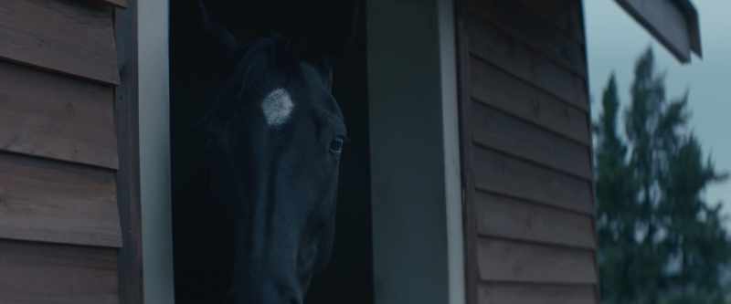 [Black Beauty] I was surprised when the groom put down his little box for a while