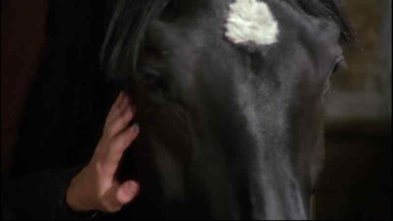 BLACK BEAUTY: Never drive a cab again?