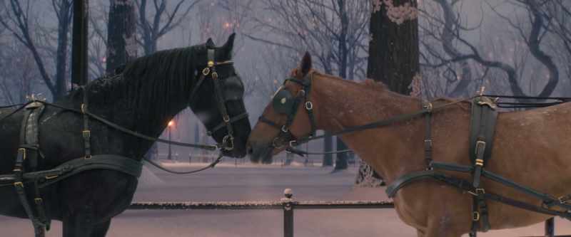 [Black Beauty nickers]