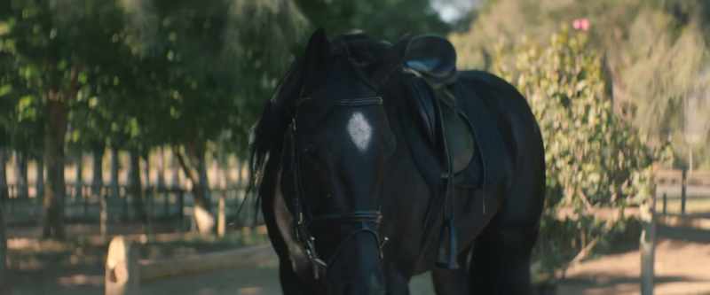 [Black Beauty] She fell a lot in the beginning