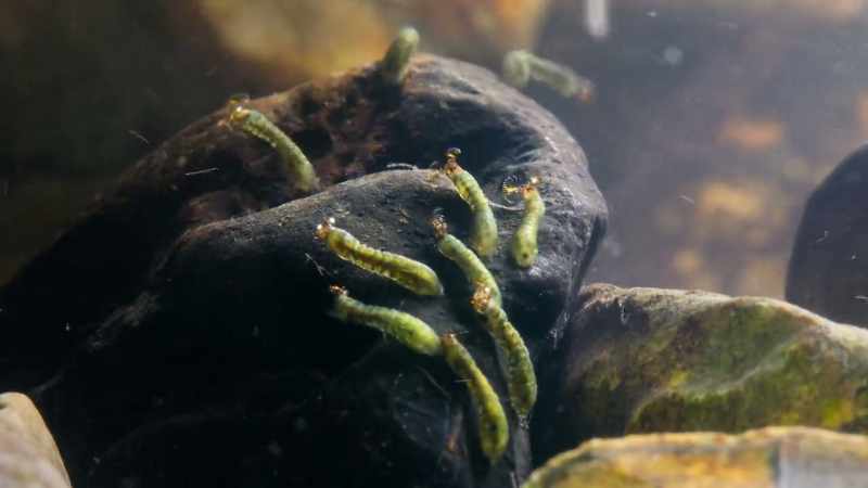 Black fly larvae
