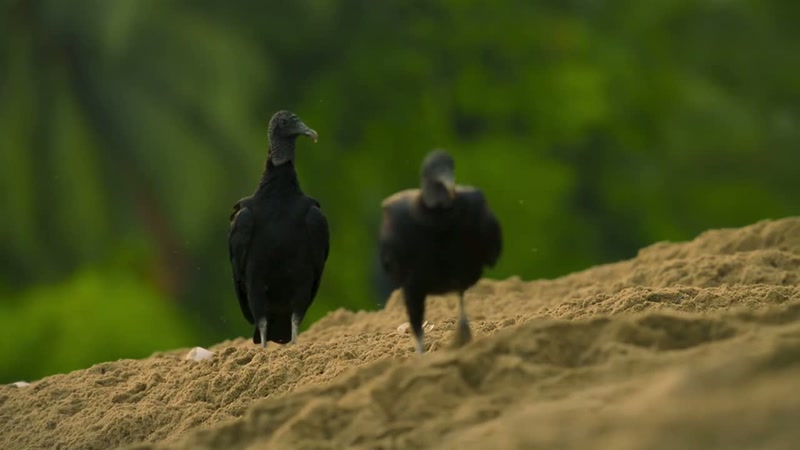 'Black vultures have been waiting for this moment