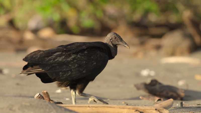 Black vultures stalk the sands