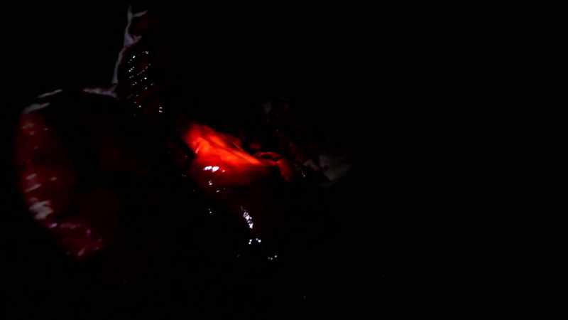 �� Blacks and the bays ♪