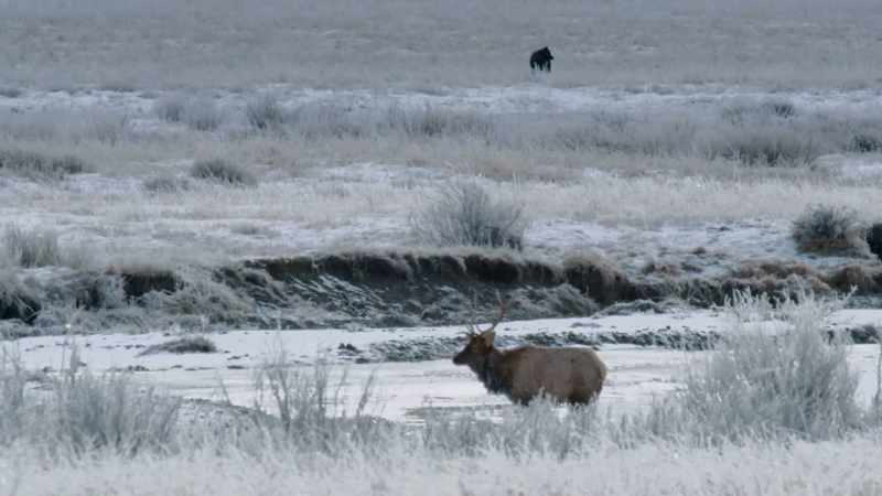 Blacktail holds his ground in the meadow
