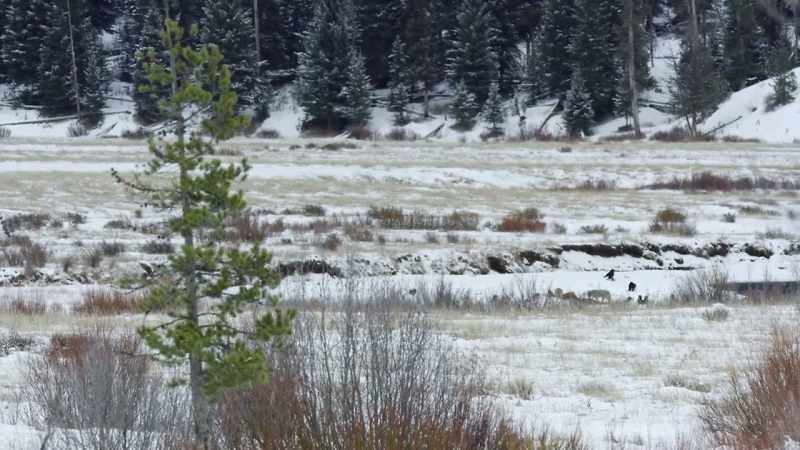 Blacktail is nowhere to be seen