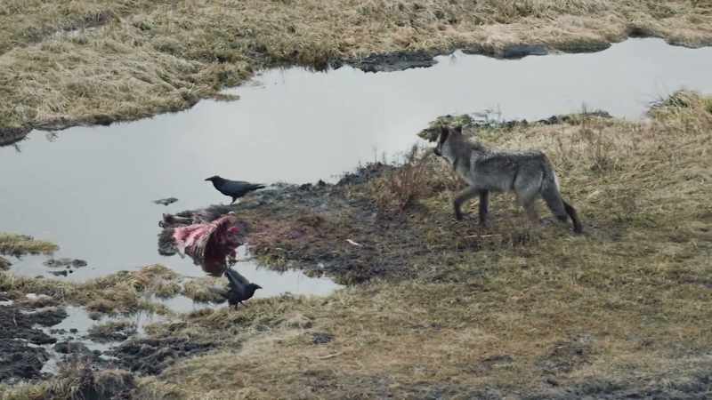 Blacktail is playing a dangerous game