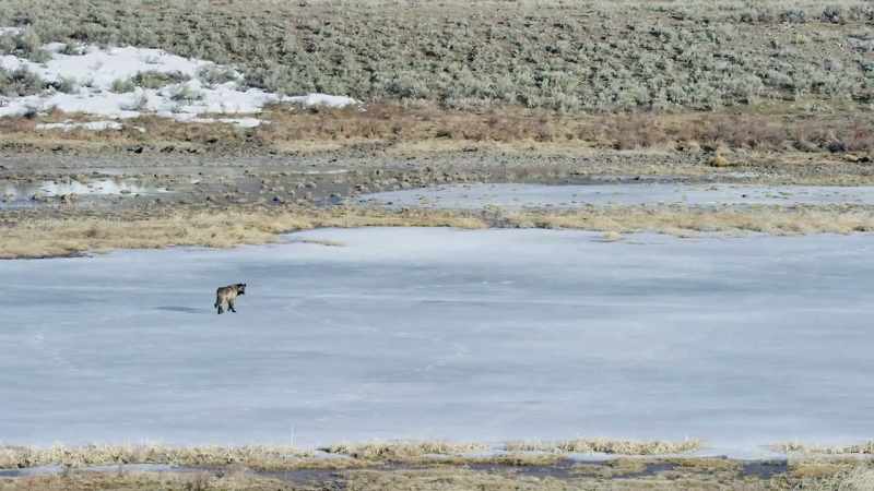 Blacktail will go hungry