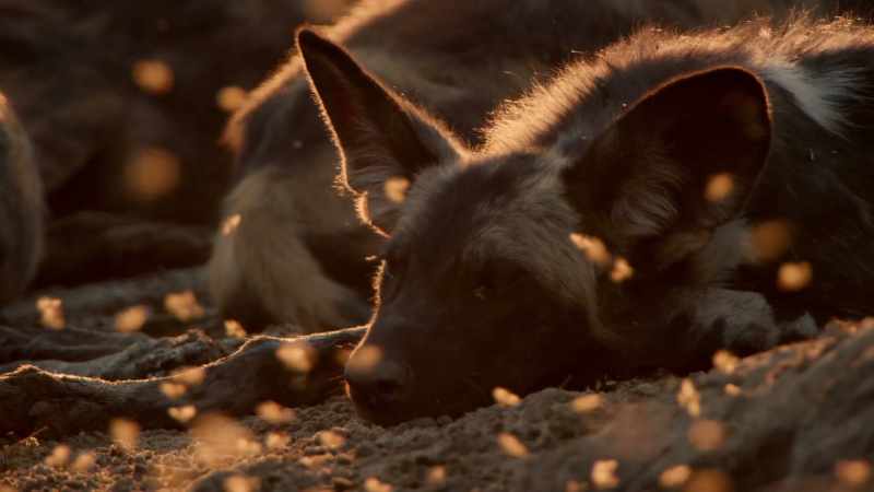 Blacktip and her pack have been halted in their tracks