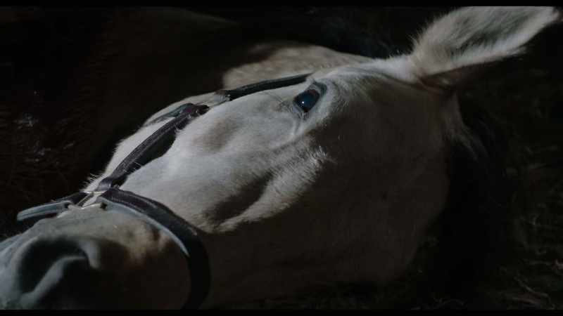 [BLADE SINGS, HORSE GROANS]